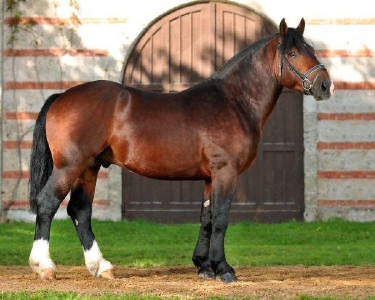 Deckhengst Ulysse des Pres (Cob Normand, 2008, von Glameur)