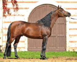 stallion Musab EAO (Arabian purebred, 2005, from NK Bolbol EAO)