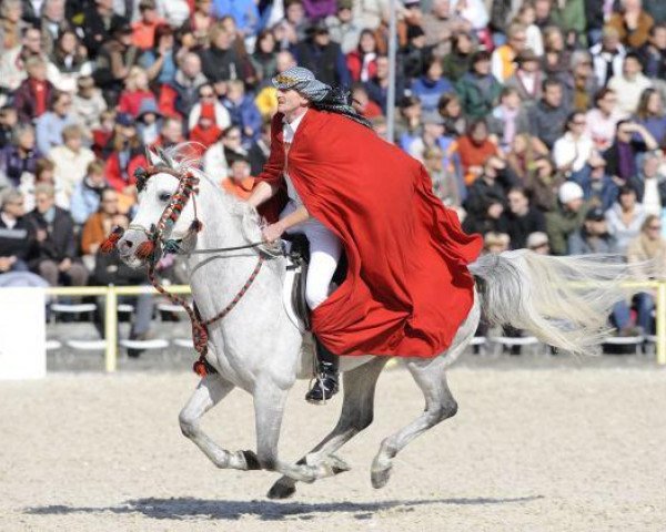 horse Nahdmi EAO (Arabian purebred, 1999, from Serenity Habib EAO)