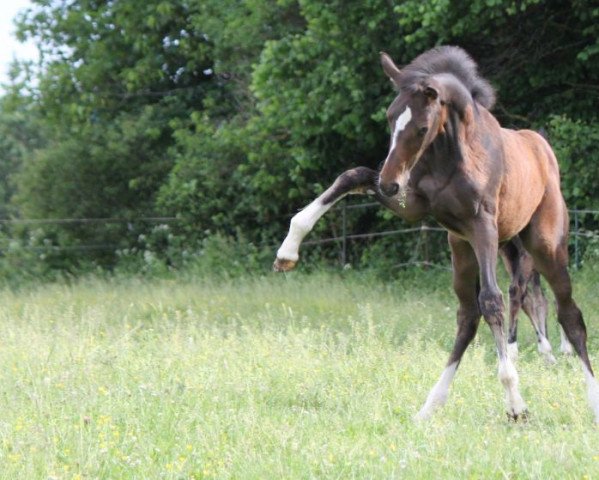 horse Claire Pè (Hanoverian, 2021, from Central Park 6)