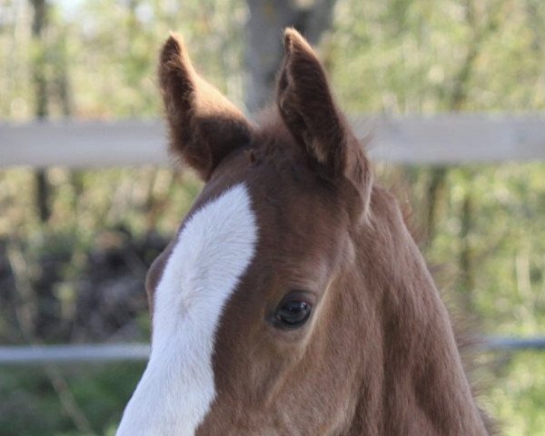 horse Chioggia (Hanoverian, 2021, from Central Park 6)
