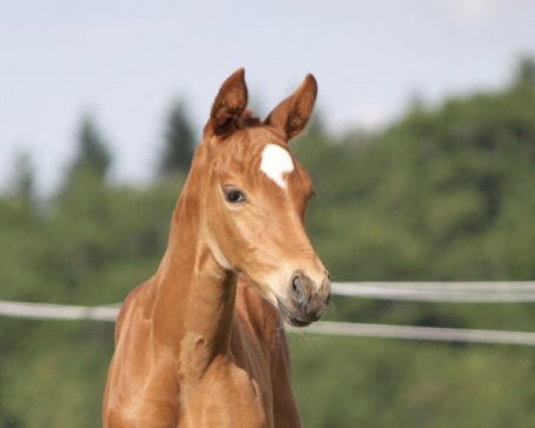 Pferd Francesca (Deutsches Sportpferd, 2021, von First Deal)