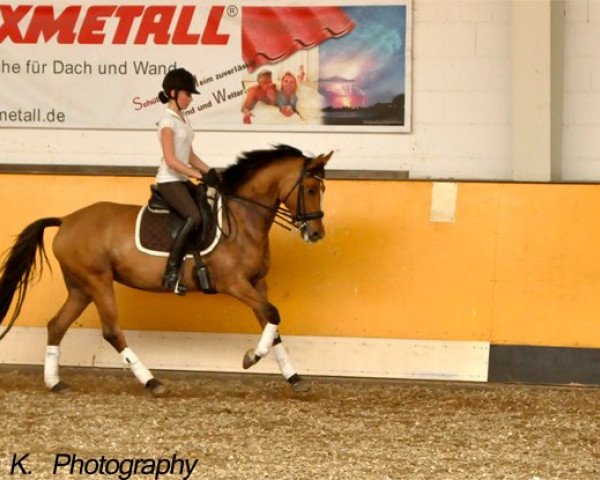 broodmare Daintiness 2 (German Riding Pony, 2003, from FS Don't Worry)