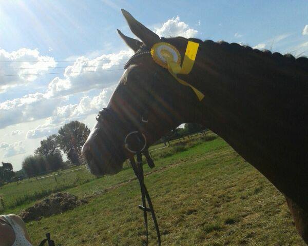 dressage horse Flawless Diamond (Oldenburg, 2010, from Farewell III)