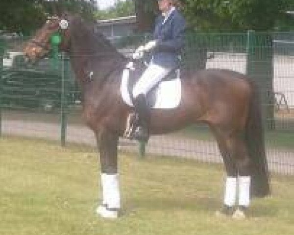 dressage horse Jeti (Hanoverian, 2005, from Jazz Time)