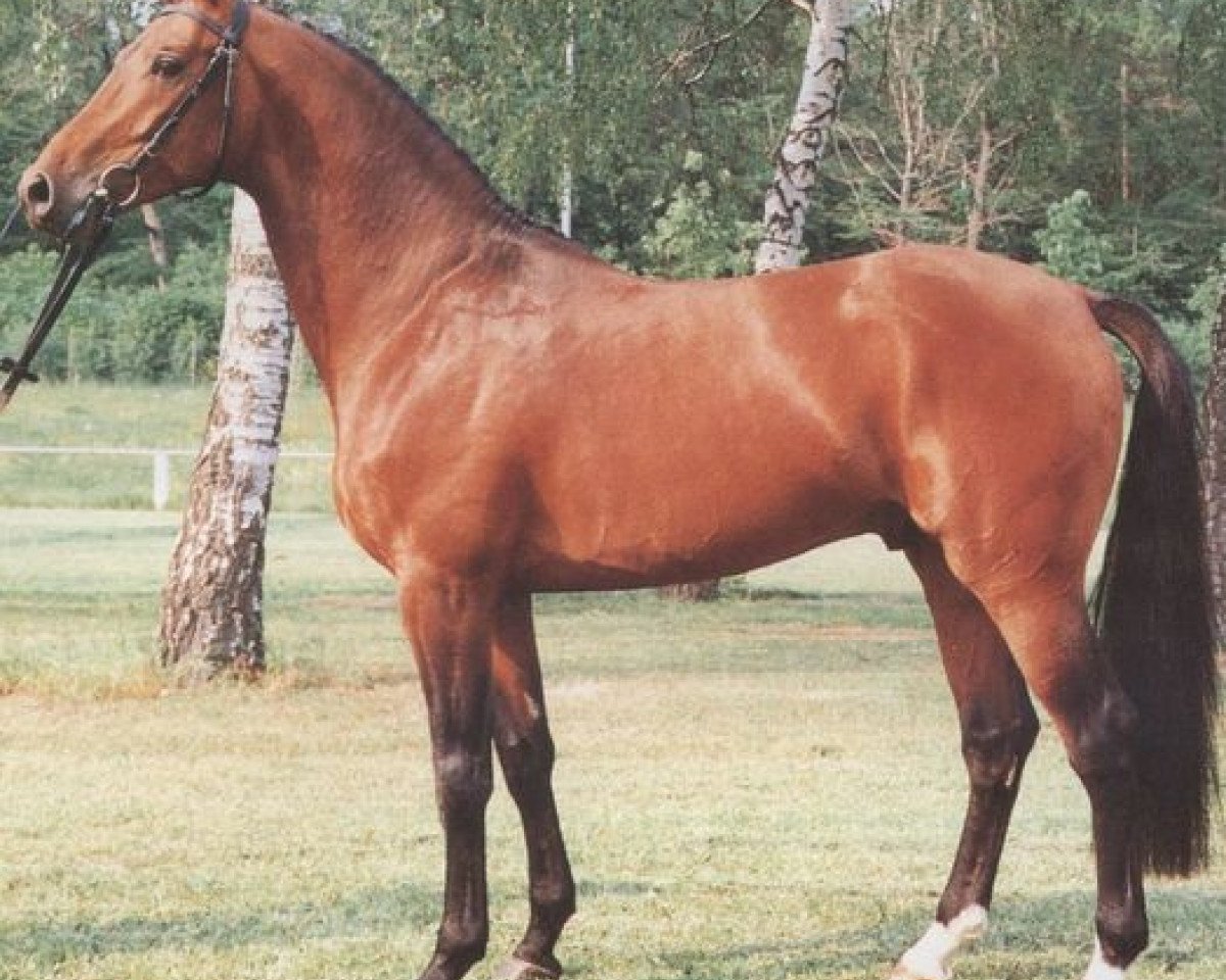 stallion Louis (Holsteiner, 1988, from Landlord)