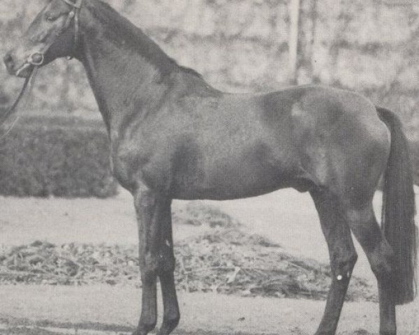 stallion Sacramento xx (Thoroughbred, 1965, from Kaiseradler xx)