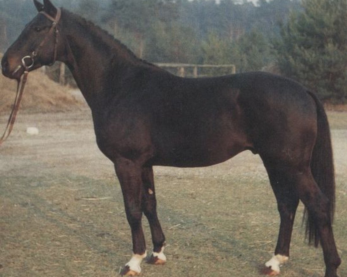 Deckhengst Wilhelm Tell II (Hannoveraner, 1980, von Wedekind)
