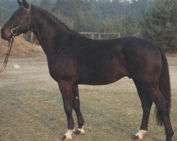 Deckhengst Wilhelm Tell II (Hannoveraner, 1980, von Wedekind)