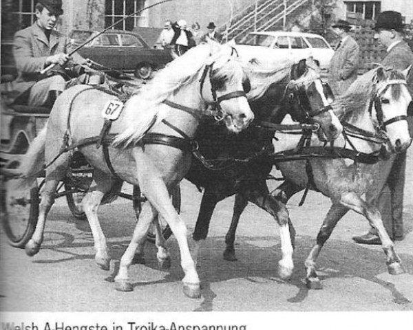 stallion Combi Edel Boy (Welsh mountain pony (SEK.A), 1959, from Revel Solo)