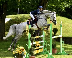 jumper Iceberg (KWPN (Royal Dutch Sporthorse), 2013, from Applaus)