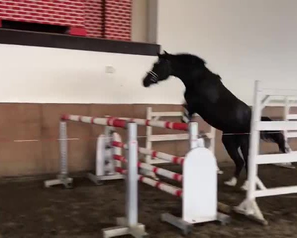 Video of Sir Grannus