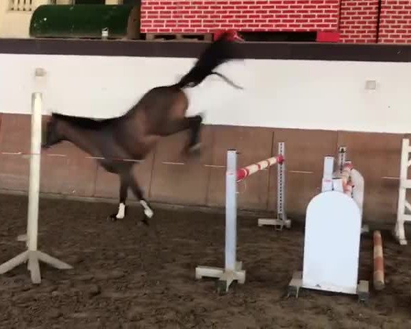 Video of Blockbuster Jun