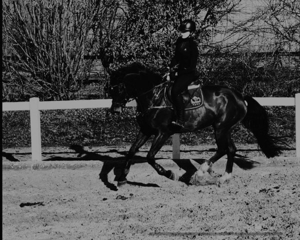 jumper Melina X (Oldenburg, 2016, from DSP Con Spirit)