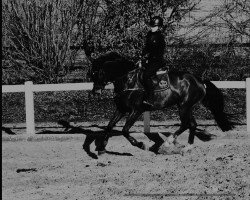 jumper Melina X (Oldenburg, 2016, from DSP Con Spirit)