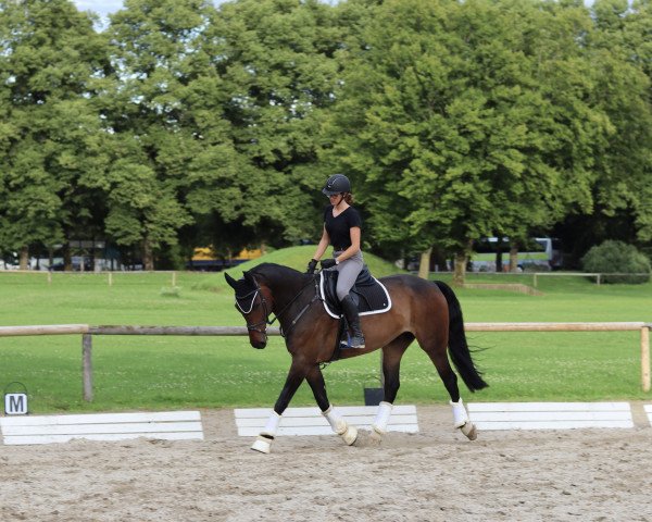 Springpferd Calimro (Deutsches Sportpferd, 2015, von Con Sillas)