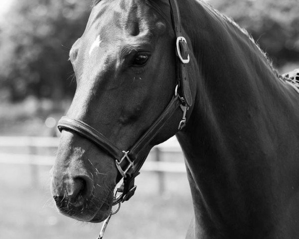 dressage horse Wotilas (Hanoverian, 1998, from Wolkenstein II)