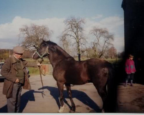 stallion Amour (German Riding Pony, 1973, from Amir ox)