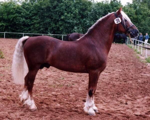 stallion Rhystyd Frenin (Welsh-Cob (Sek. D), 1972, from Rhosfarch Frenin)
