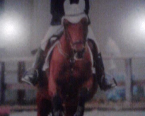 broodmare My Sunshine (German Riding Pony, 1993, from Mentos) broodmare My Sunshine (German Riding Pony, 1993, from Mentos)