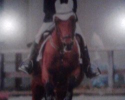 broodmare My Sunshine (German Riding Pony, 1993, from Mentos)