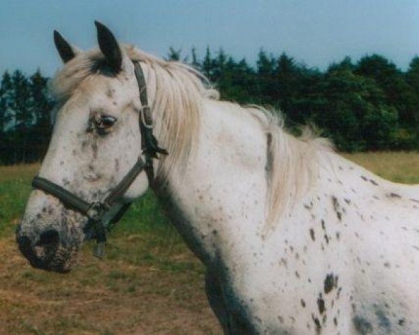 Zuchtstute Fundernørhedes Cheri (Knabstrupper, 1984, von Thunder Cloud) Zuchtstute Fundernørhedes Cheri (Knabstrupper, 1984, von Thunder Cloud)