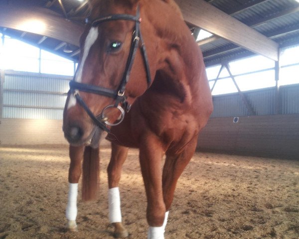 horse Willis Waheed (Hanoverian, 2005, from Worldly I)