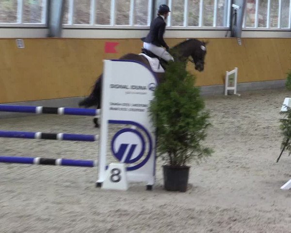 Spring- und Dressur Late Entry Münster-Amelsbüren 2022