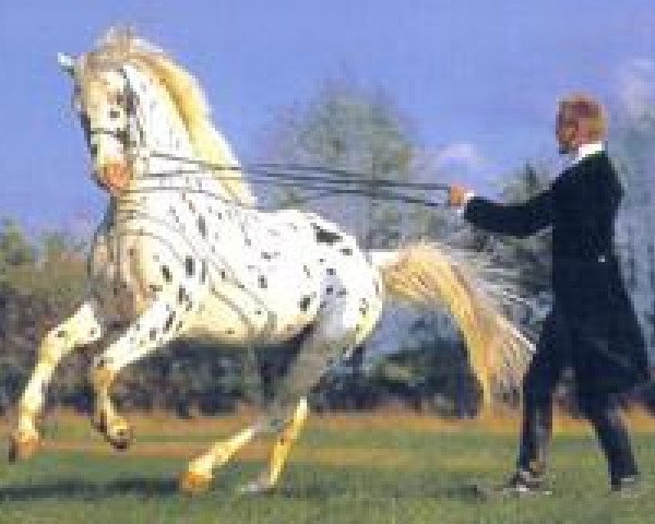 Chovná klisna Muddi (Knabstrupper, 1985, od Don Ibrahim) - Muddi Knabstrupper