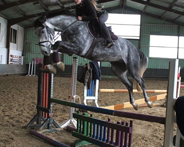 jumper Quite Good (German Sport Horse, 2010, from Quintender 2)