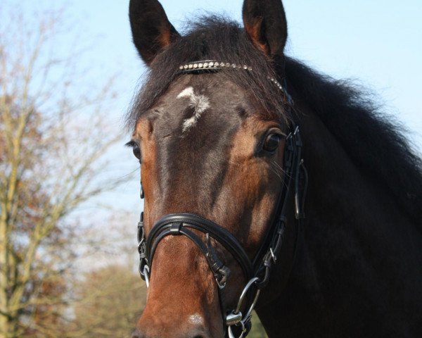 horse Comes From (Holsteiner, 2007, from Indoctro)