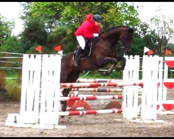 jumper Cara mia 7 (Hanoverian, 1997, from Cordoba)