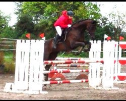 jumper Cara mia 7 (Hanoverian, 1997, from Cordoba)