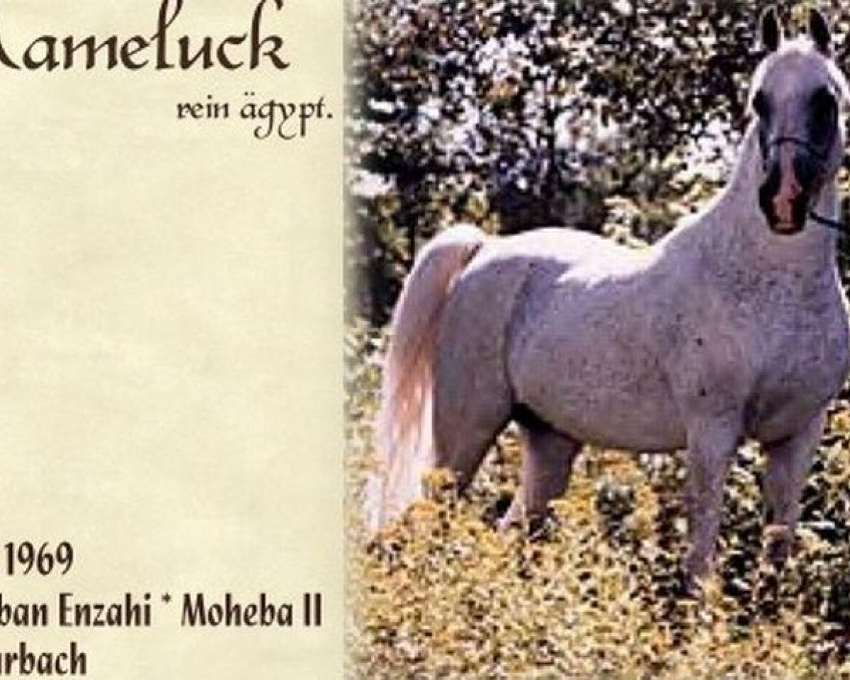 Deckhengst Mameluck 1969 EAO (Vollblutaraber, 1969, von Hadban Enzahi 1952 EAO)