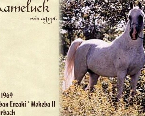 stallion Mameluck 1969 EAO (Arabian purebred, 1969, from Hadban Enzahi 1952 EAO)