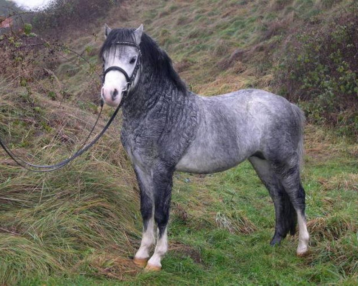 horse Three-B Tybreak (Welsh mountain pony (SEK.A), 2003, from Nantdywyll Tywysog)