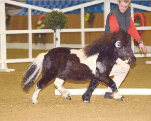 stallion Rigoletto vom Ellernbrook (Shetland pony (under 87 cm), 1999, from Rembrandt)