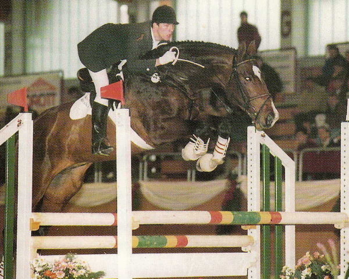 Deckhengst Corasso B (Bayer, 1989, von Coriolan)