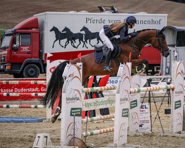 broodmare Seanna (Hanoverian, 2009, from Stolzenberg) broodmare Seanna (Hanoverian, 2009, from Stolzenberg)