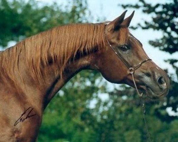 Zuchtstute Sabah 1972 ox (Vollblutaraber, 1972, von Ibn Galal 1966 EAO)
