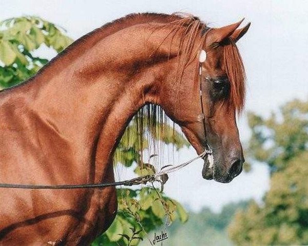 stallion Sameer EAO (Arabian purebred, 1983, from Mohafez 1976 EAO)