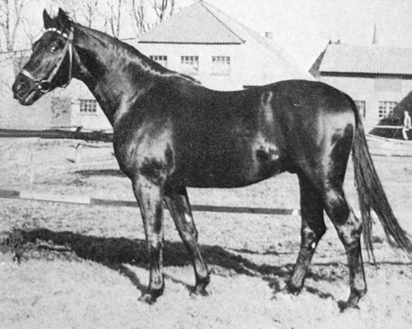 stallion Bergkoenig (Trakehner, 1966, from Georgenhorst) stallion Bergkoenig (Trakehner, 1966, from Georgenhorst)