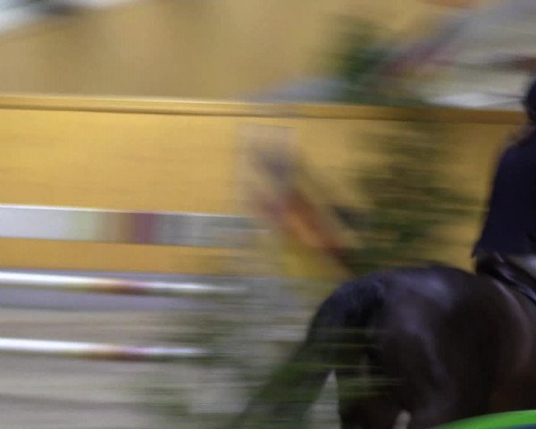 Spring- und Dressur Late Entry Münster-Amelsbüren 2022
