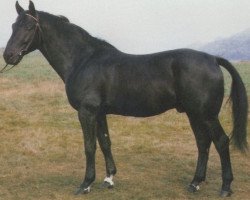 Dressurpferd Titus (Hessisches Warmblut, 1974, von Thor)