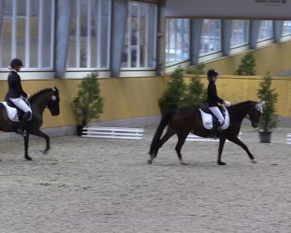 Spring- und Dressur Late Entry Münster-Amelsbüren 2022