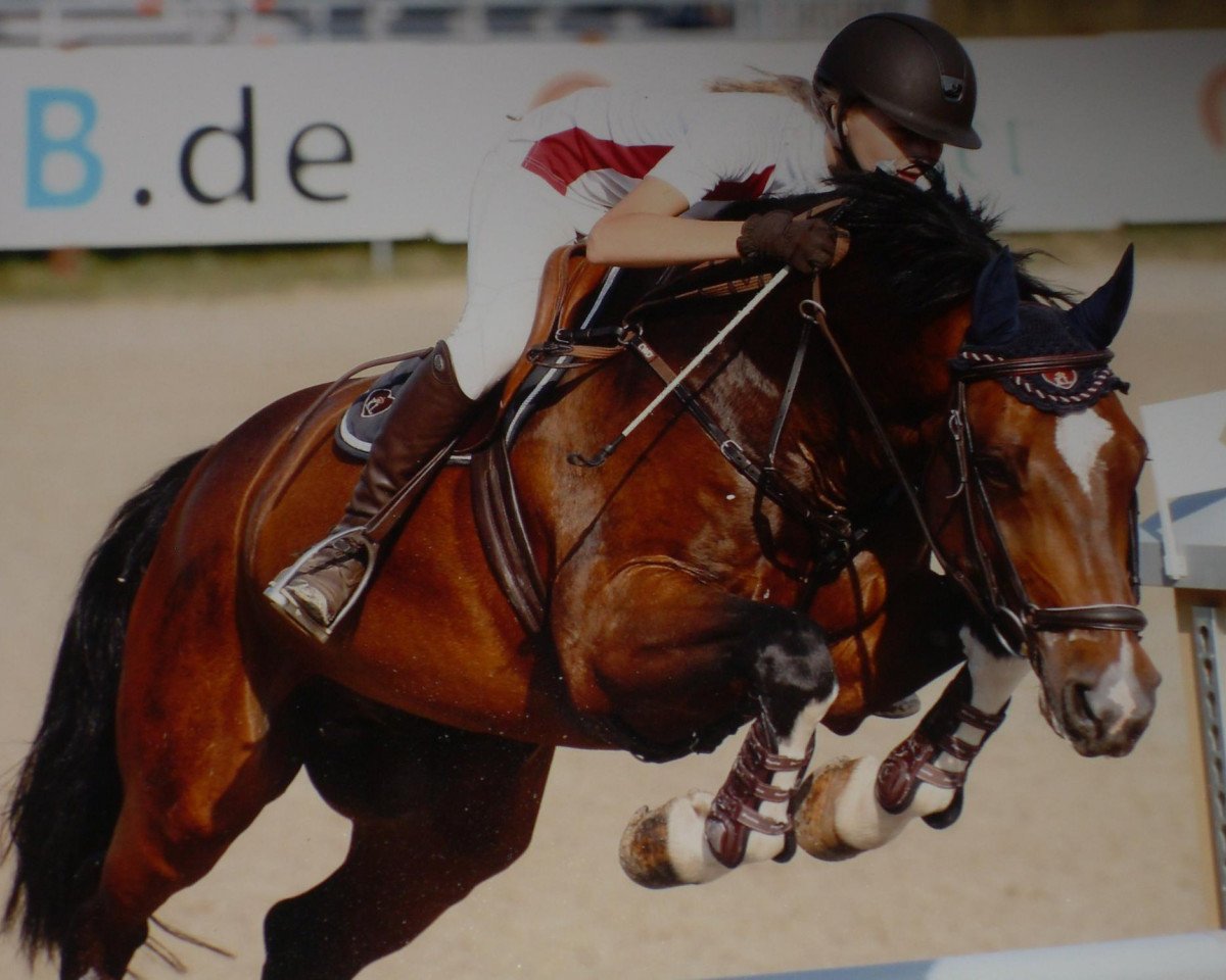 Cavallo da salto Calle 29 (Westfale, 2004, di Calato)