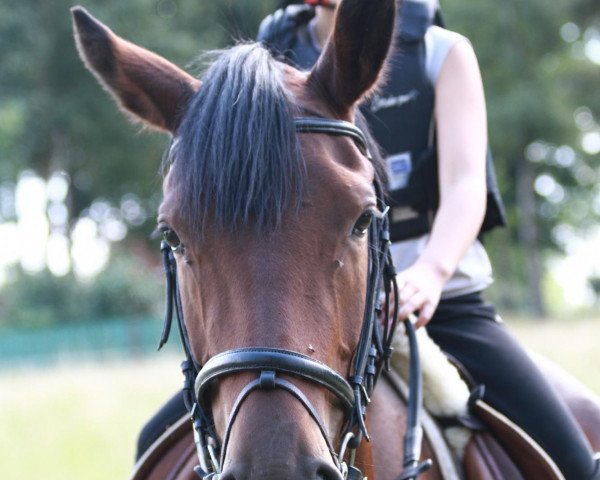 horse Duneway J (German Riding Pony, 2010, from Top Der Da)