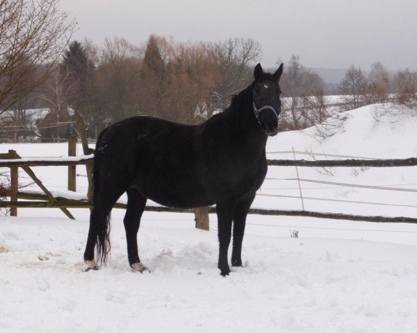 broodmare Sinfonie 137 (Hanoverian, 1995, from Sherlock Holmes)