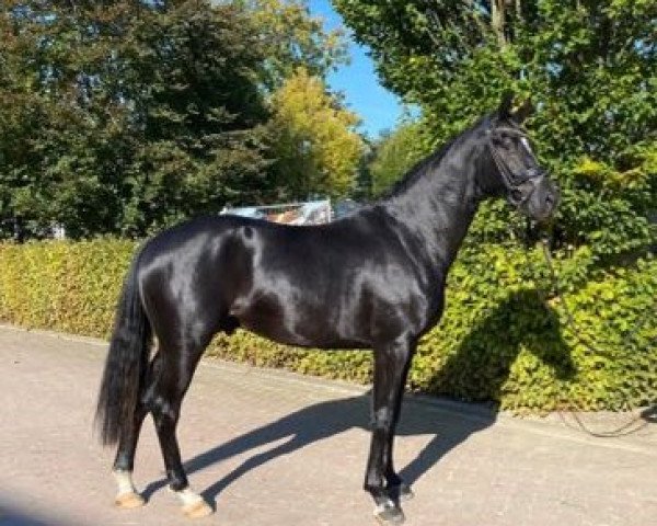 horse Idealo (Oldenburg, 2019, from Asgard's Ibiza)