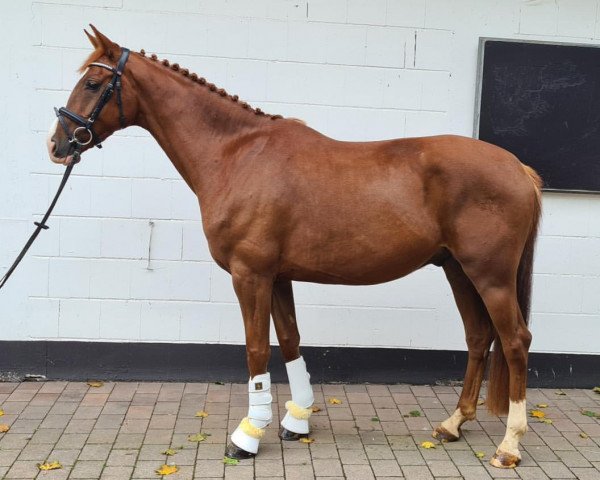 Pferd Didavi (Hannoveraner, 2016, von Don Romanov)